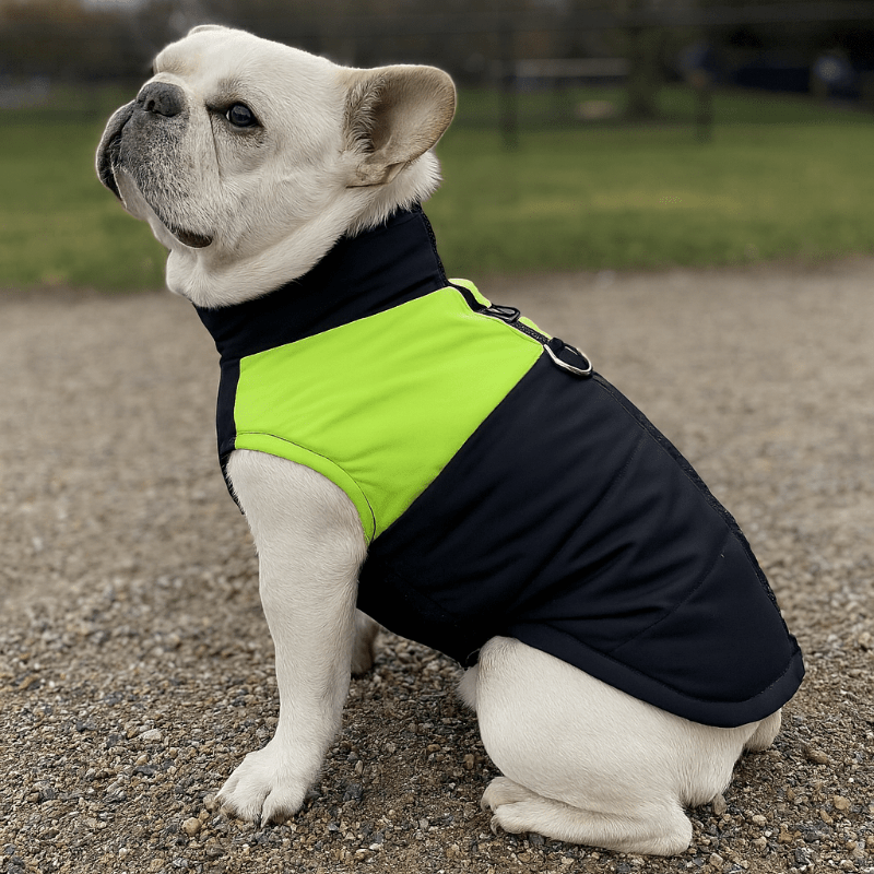 Best Waterproof Dog Coat for Autumn & Winter. Keep Your Dog Warm and Dry