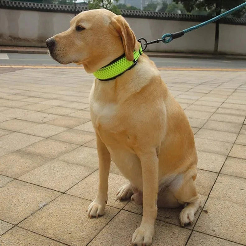 Reflective Dog Collar - Furry Tail Finds