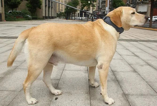 Reflective Dog Collar - Furry Tail Finds
