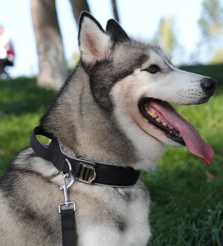 Trail-Ready Collar - Furry Tail Finds
