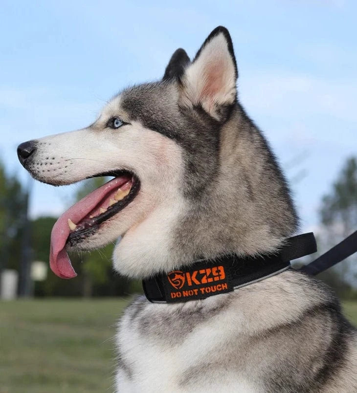 Trail-Ready Collar - Furry Tail Finds