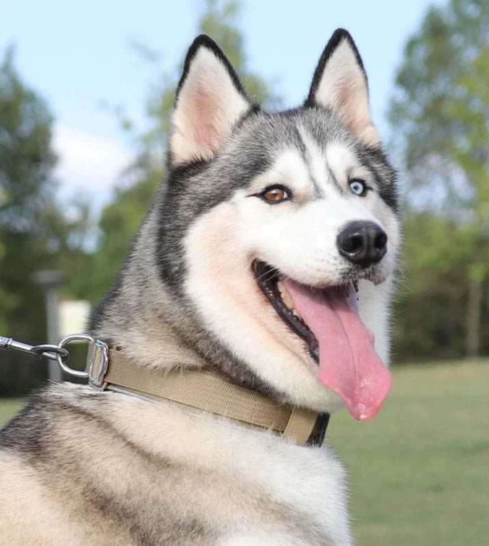 Trail-Ready Collar - Furry Tail Finds
