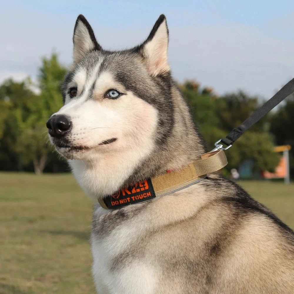 Trail-Ready Collar - Furry Tail Finds