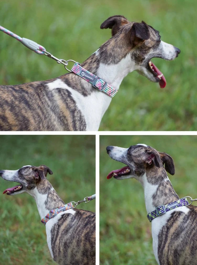 Waopet Reflective Dog Collar - Furry Tail Finds