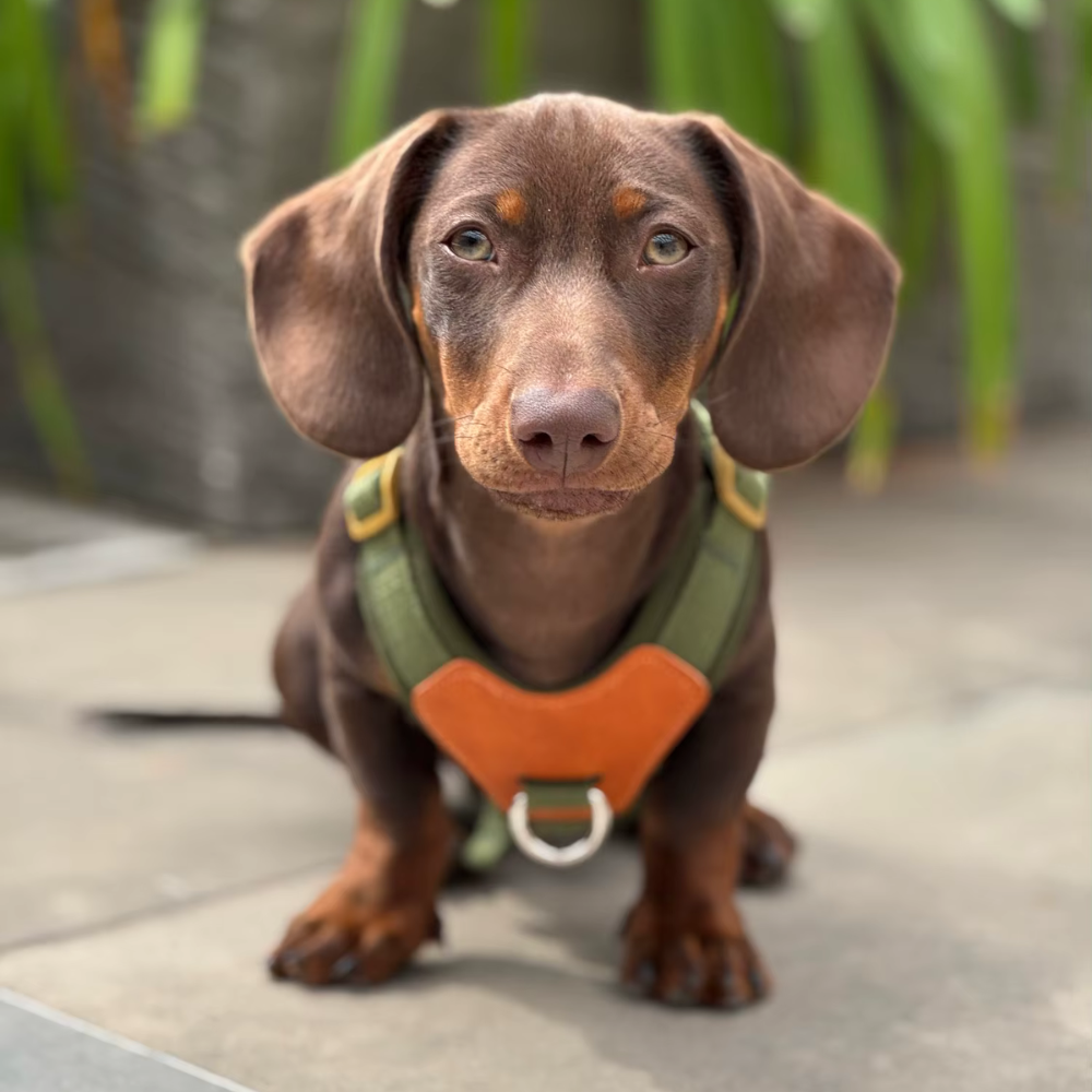 Explosion-Proof Harness