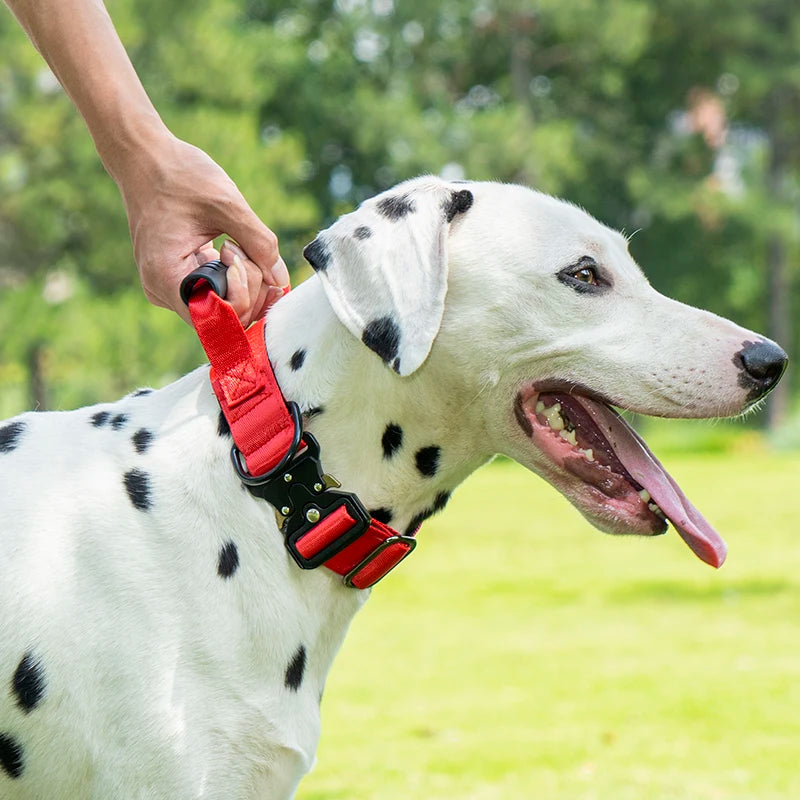 Heavy Duty Dog Collar