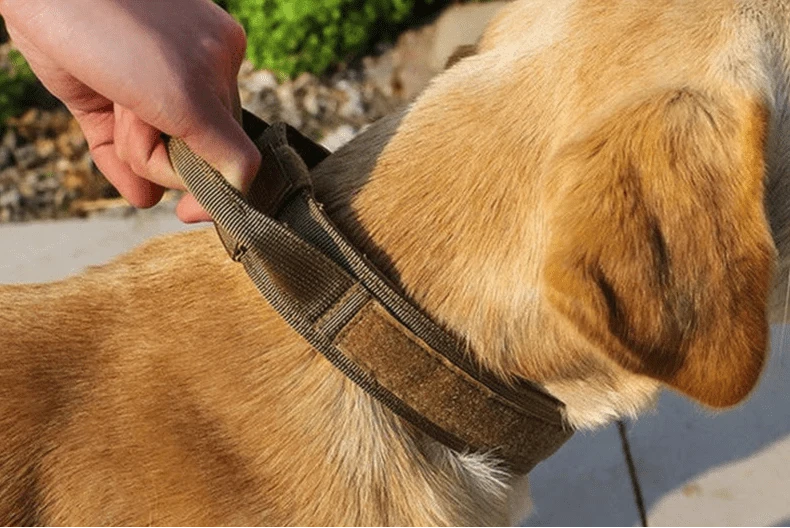 Camouflage Tactical Dog Buckle - Furry Tail Finds