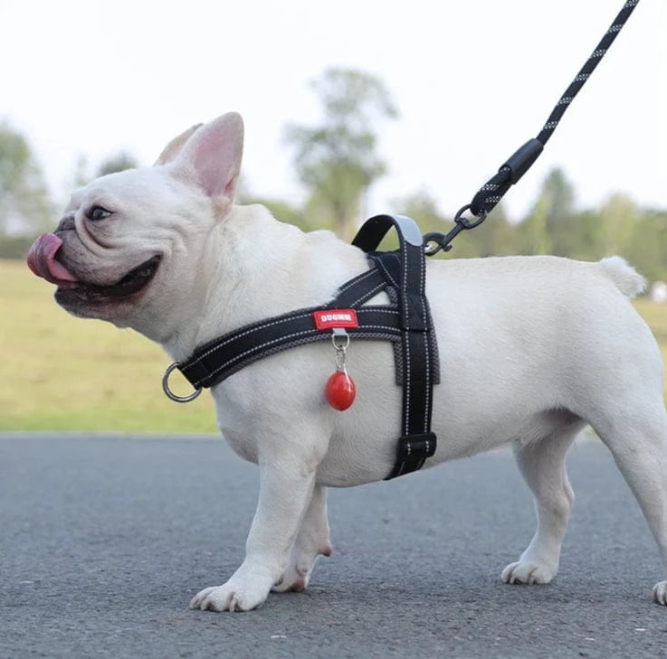 Vibrant & Stylish Harness - Furry Tail Finds
