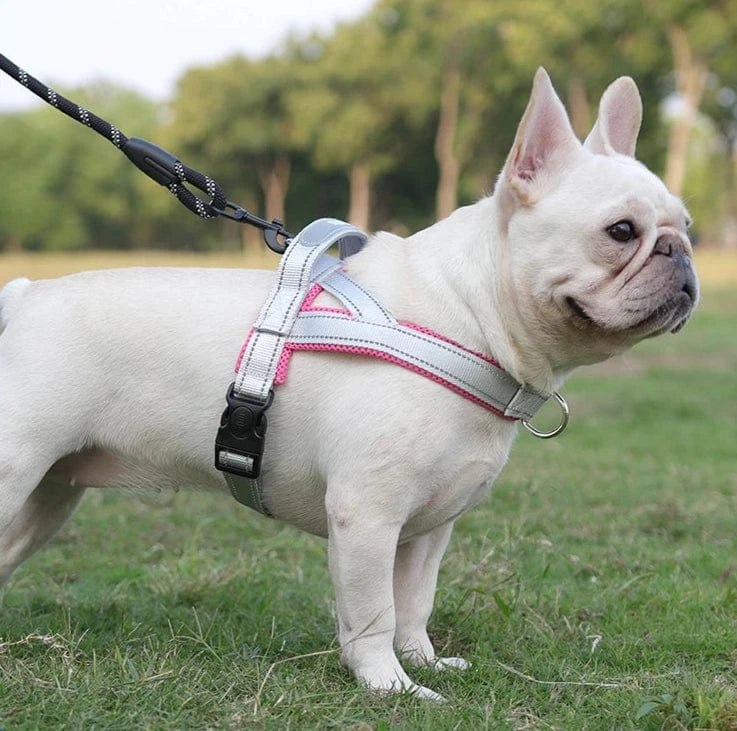 Vibrant & Stylish Harness - Furry Tail Finds
