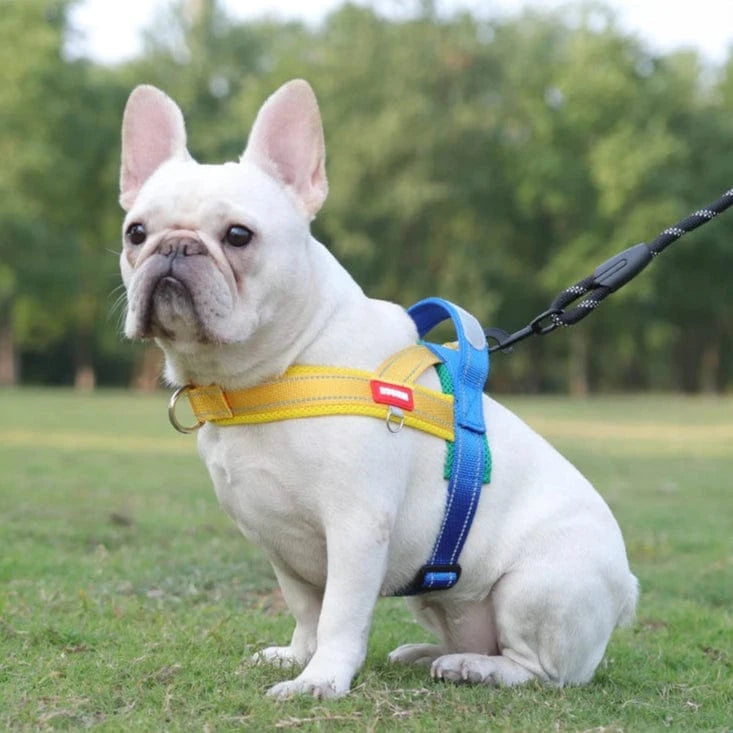 Vibrant & Stylish Harness - Furry Tail Finds