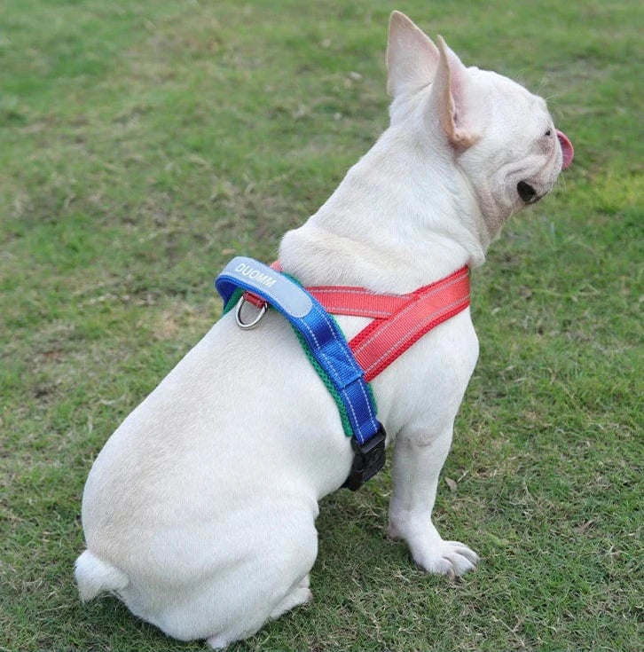 Vibrant & Stylish Harness - Furry Tail Finds